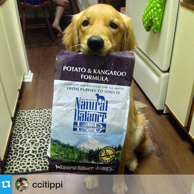 PetSmart's tweet photo. We now carry @NaturalBalance premium quality pet food, online at http://t.co/bPenT8QrKl (IG @ccitippi) http://t.co/fCL1F5gXxk