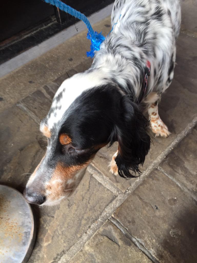 This lovely dog has turned up at the Everyman cinema. Please retweet and help us find his owner.