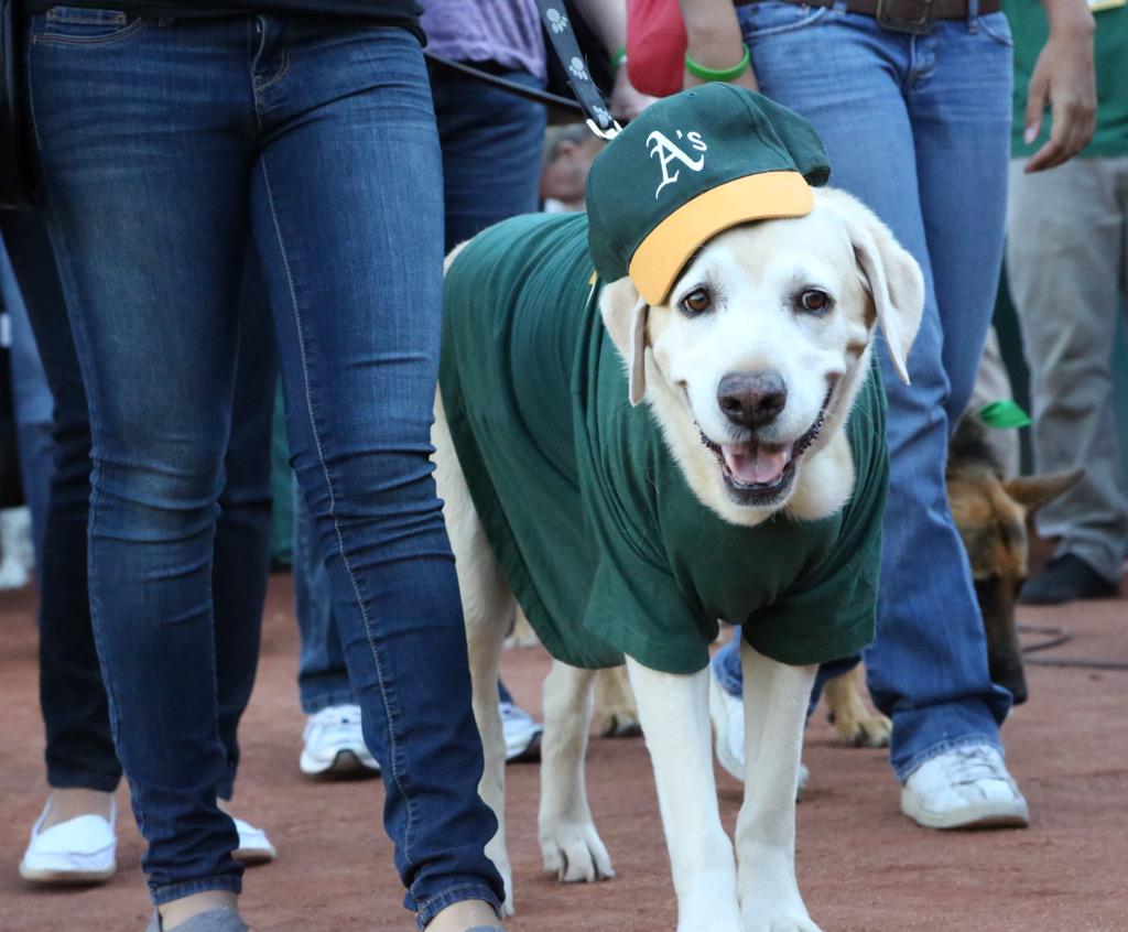 Oakland A's on X: Bark at the Park is August 6! Photo Contest Rules:    / X