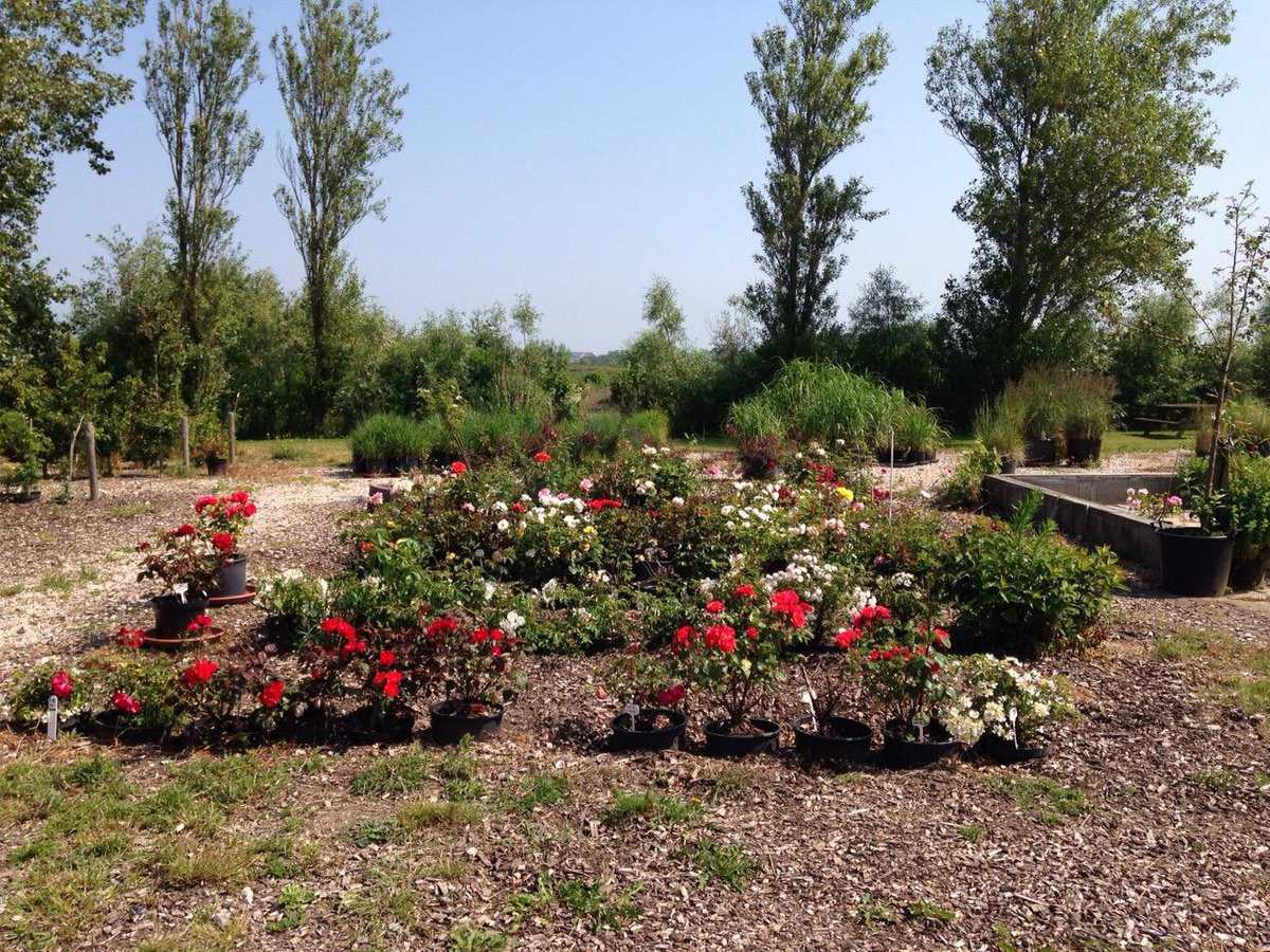 Mooie diverse soorten rozen geplant! texeltuinen.nl