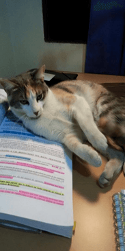 Mascotadictos's tweet image. [Mascotas Perdidas] Gatita tricolor, se llama Catalina, 2 años, pechito blanco, muy regalona comunidad.mascotadictos.com/t/se-busca-gat…