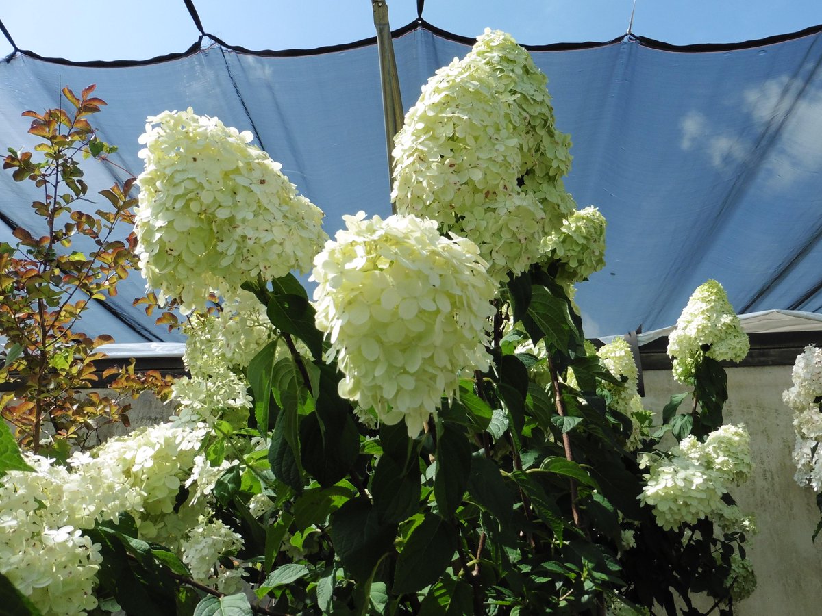 The Dabney Nursery On Twitter Hydrangeas For A Sunny Spot Are The Dabney Nursery On Twitter