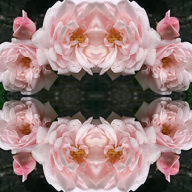 💕 #nofilter #flowers #mirrored #saintfagans #wales #visitwales ift.tt/1S6VJD4