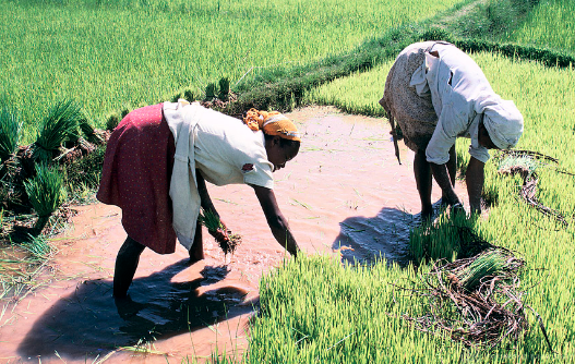 WorldBankGroup's tweet photo. #Ethiopia's wheat prices are 30% higher than last year due to dry spells: http://t.co/7nVkeR6CZR #FPW http://t.co/jMhRUM1iGN