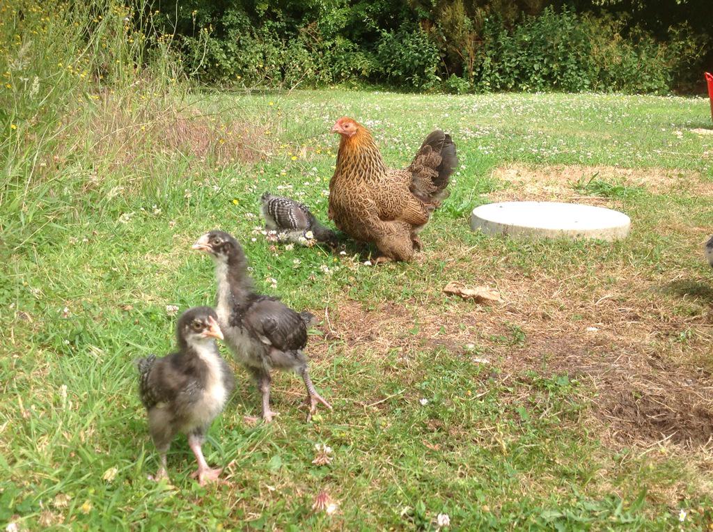 tiggertagg's tweet image. Babies looking more like dinosaurs now. Don't know how they still fit in to sleep under mum. #squash #chickenhour