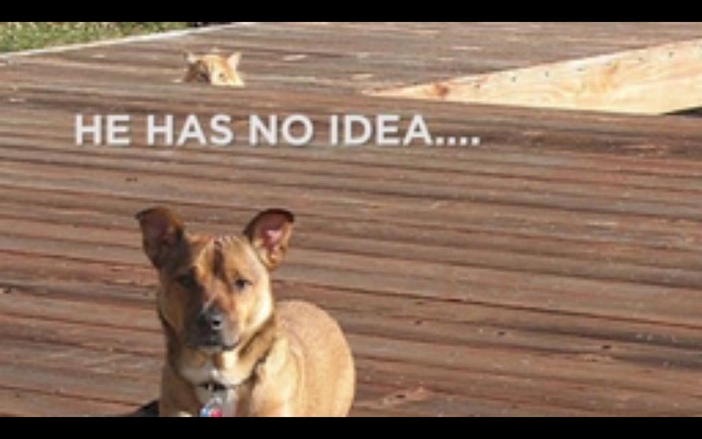 blazethe_cat's tweet photo. #offline http://t.co/IvMggJnXC1