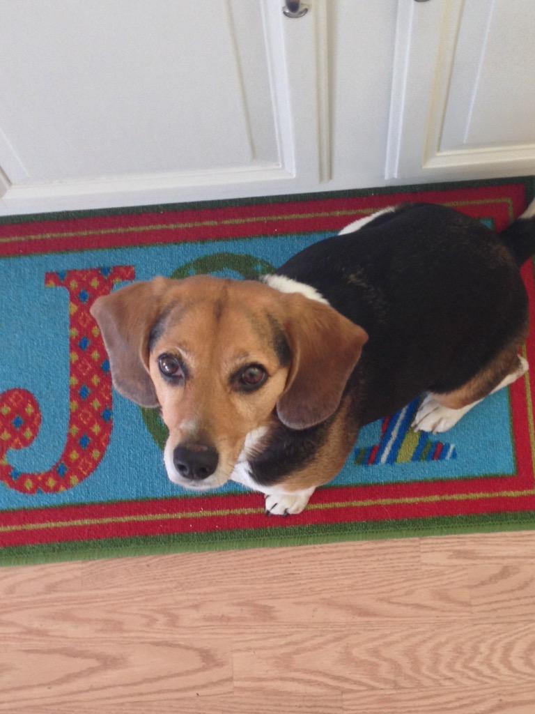 BangorMuniGC's tweet photo. @Fehertwit Jasmine...impossible to say no to those Beagle eyes. Shes a muni Beagle too http://t.co/nzBR4MHkZP