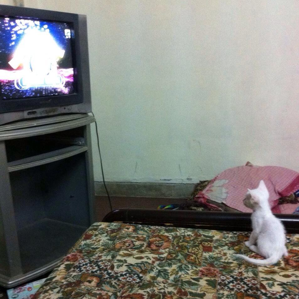 moazzamanadeem's tweet photo. @AamirLiaquat @Duaa_e_aamir even my cat watches InaamGhar 😂 #AamirLiaquat #InaamGhar #RamazanSharif http://t.co/X0a2GhJ3wH