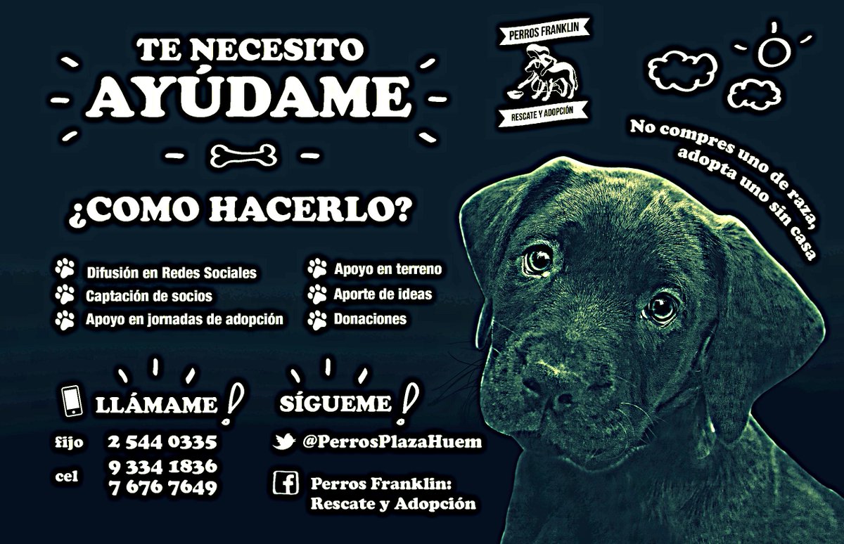PerrosPlazaHuem's tweet image. Cómo ayudarlos? @Illapaindignada @eduardofuents @kattykowaleczko @RedAlimentos  @robertojimenezm @F_GarrasyPatas