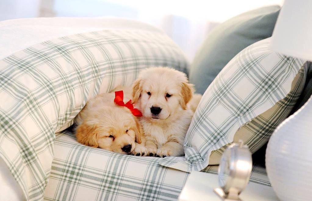 PuppiesYouNeed's tweet photo. ☺️❤️ http://t.co/mHTHKHlyfP