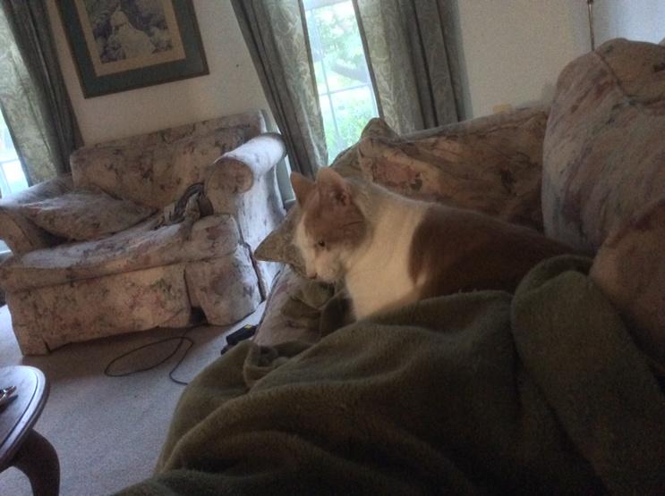 Mailbabe99's tweet image. #yourcatlovesme @rmanning957