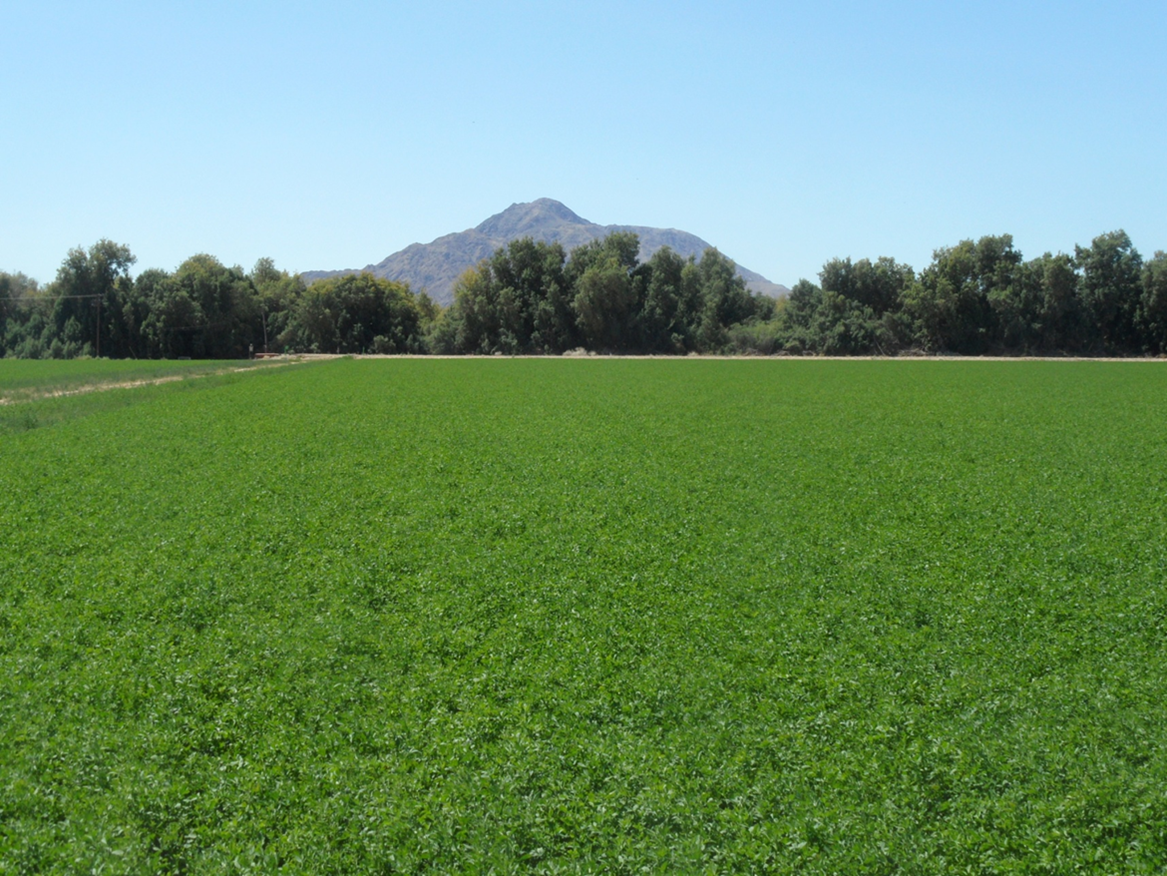 ucanr's tweet photo. Drip irrigation isn't for everyone, say UC ANR experts. http://t.co/DnoWljKNaI http://t.co/w8sFSFcUXw