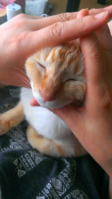 エハラマサヒロ作 赤ちゃんおにぎり が超カワイイ Matomehub まとめハブ