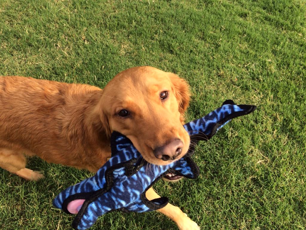 PetSmart tweet media