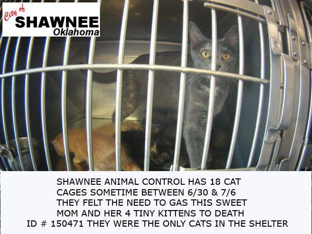 KittyLibFront's tweet image. I was a new mom who gave birth to my #kittens+in 1 hour we were all GASSED TO DEATH(tortured)at #Shawnee-#OK shelter