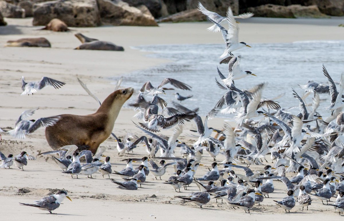 tourismsa's tweet photo. #KangarooIsland named @lonelyplanet's top 10 family destinations @lonelyplanet Pic @TourismAus http://t.co/mQ462xxsEM http://t.co/v0JbUgwFDx
