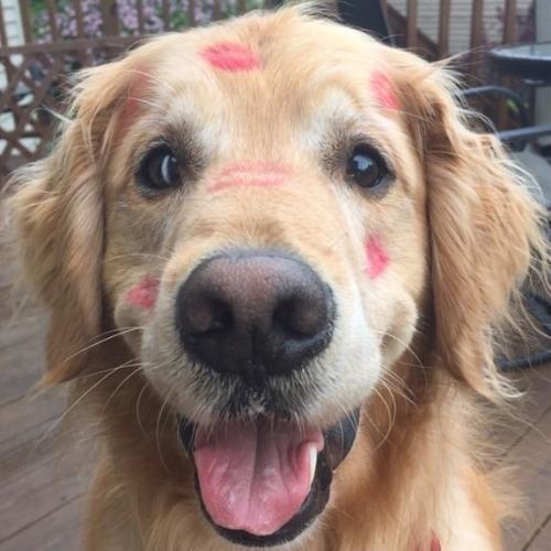 earthposts's tweet photo. The only marks that should be on a dog http://t.co/j6A7ss0fwm