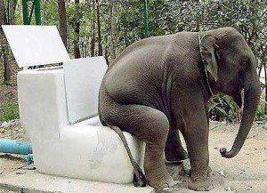 Here's The Big Squat... for Toilets! UN #WorldToiletDay is to raise awareness for the 1-3 without toilets.