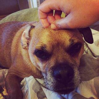 Joy_PhotoCam's tweet image. That&apos;s a good spot mom. #headscratch #maxlove #pug findelight.net/puggie_detail.…