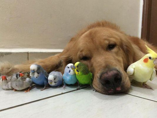 The latest social media star: Golden retriever whose best friends are 8 birds and a hamster azc.cc/1HefP8l