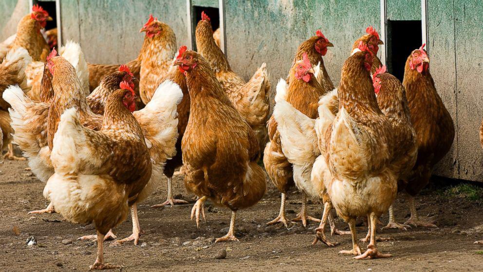 BrodyHorn's tweet photo. If I had a chicken coop my life would be complete!! #whosthatchick #ilikechicks #chicksoverdicks http://t.co/bKwCPhTQV4