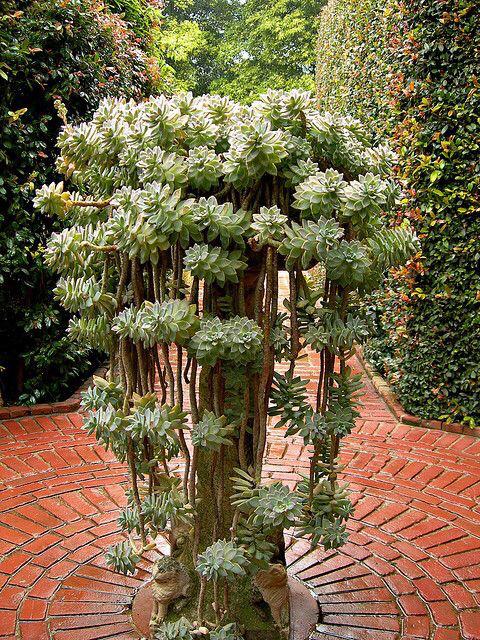 plant lover (@plantgoals) on Twitter photo 