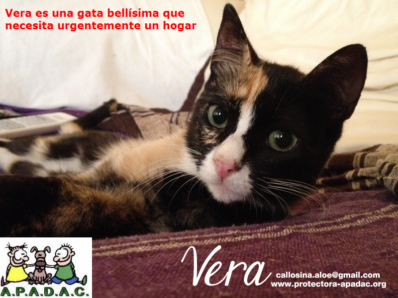 APADACApadac's tweet photo. Esta es Vera, necesita un hogar y una familia de manera urgente.. Es una preciosidad ed gata, tranquila y buena http://t.co/fQOi4WJd9V