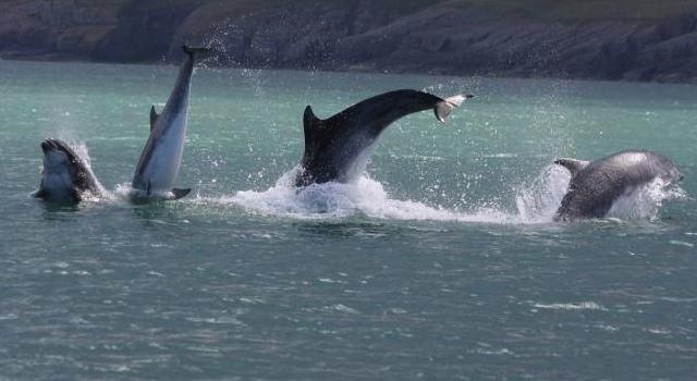 Ultimate British #wildlife #bucketlist experiences. Which have you seen? countryfile.com/explore-countr…  via <a href="/CountryfileMag/">Countryfile Magazine</a>