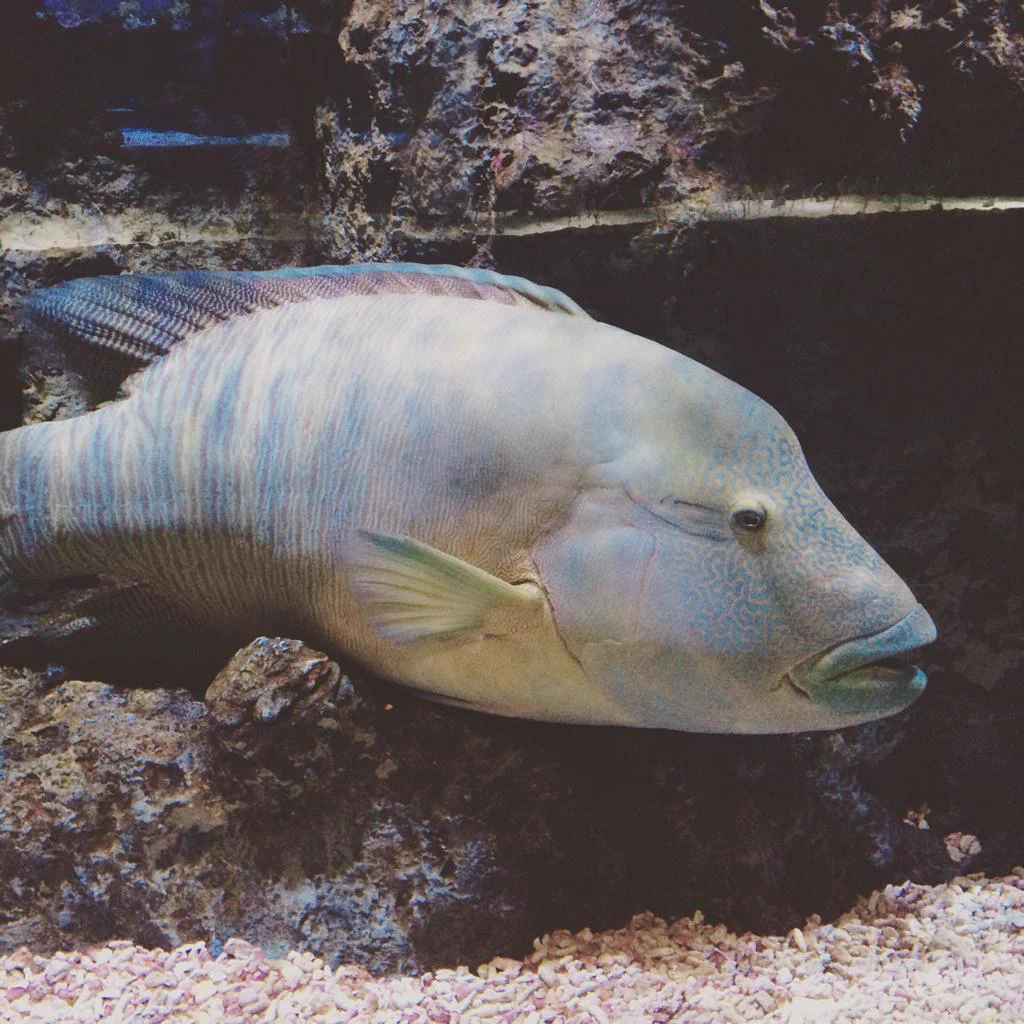 すみだ水族館【公式】 on X: 
