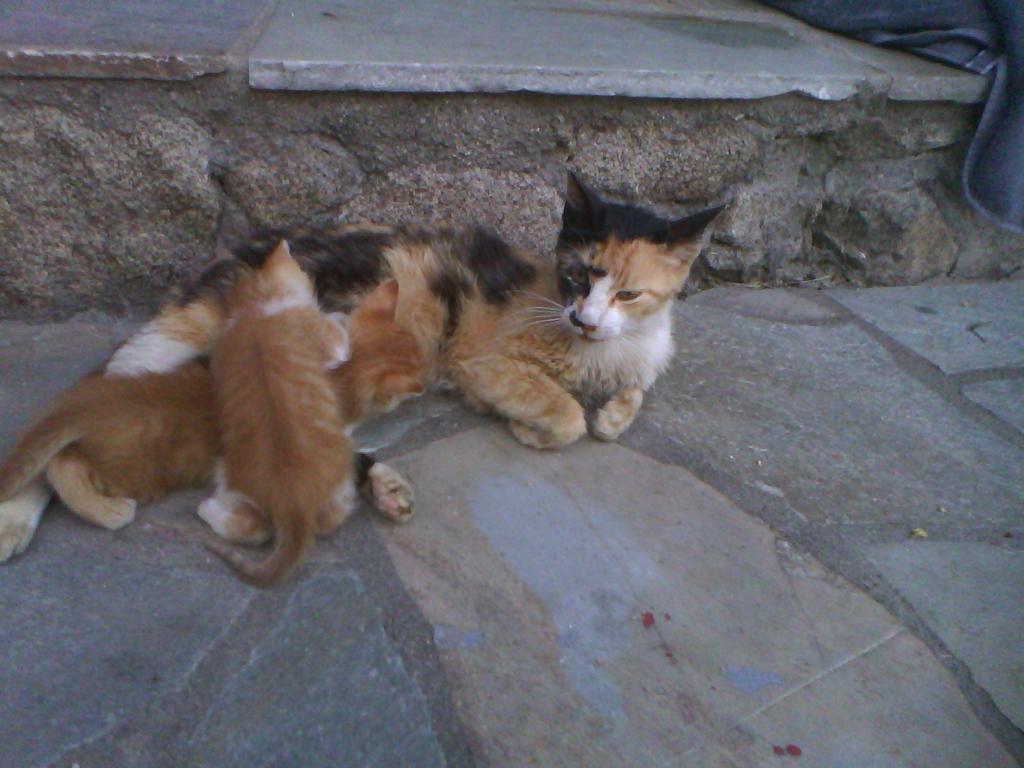 antoniagravvan1's tweet photo. Sweet http://t.co/Ub5J1mTTwM