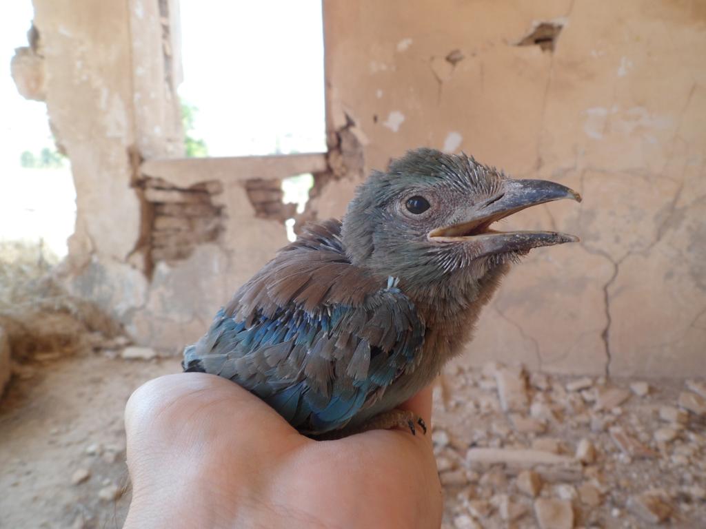 beardybirder's tweet image. Last roller chick of the yr (and the project) ringed today. 3 yrs have gone so fast. #rollerresearch #uglybeautiful