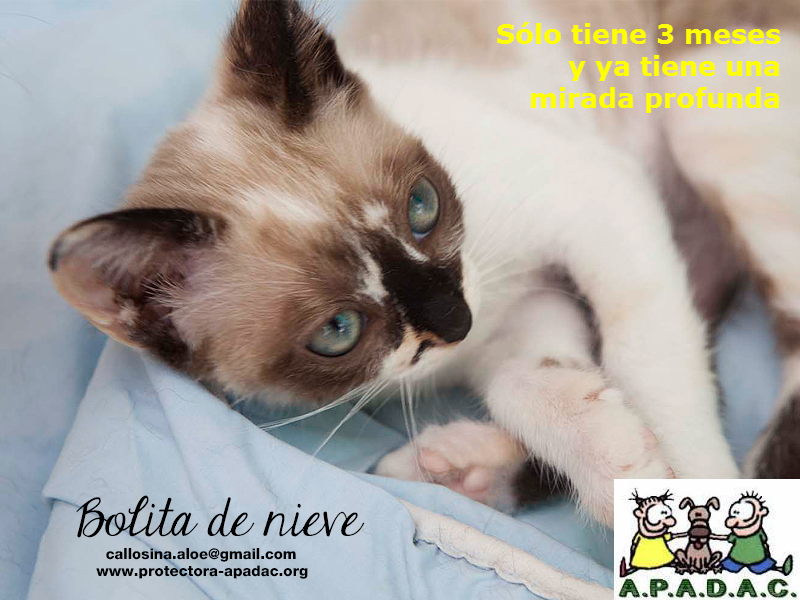APADACApadac's tweet photo. Este es bolita de nive un bebe de 3 meses, una preciosidad de animal http://t.co/2uasOHJuWS