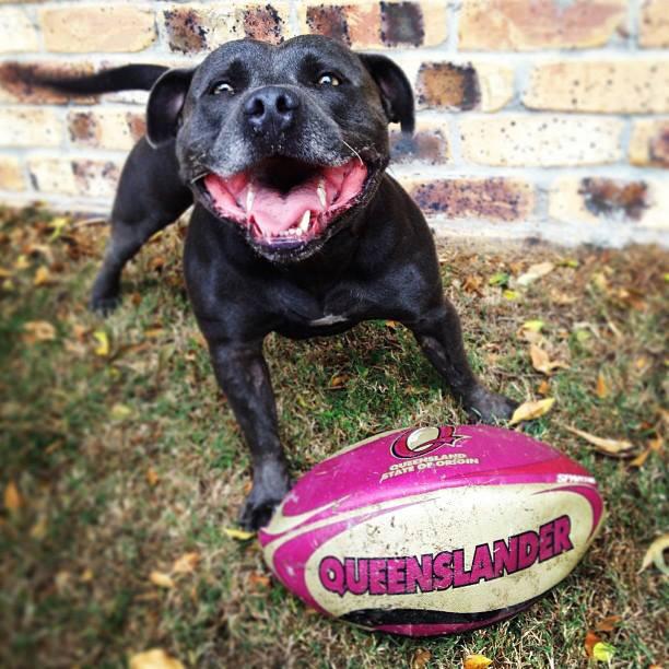 AztechISystems's tweet image. Queenslander!