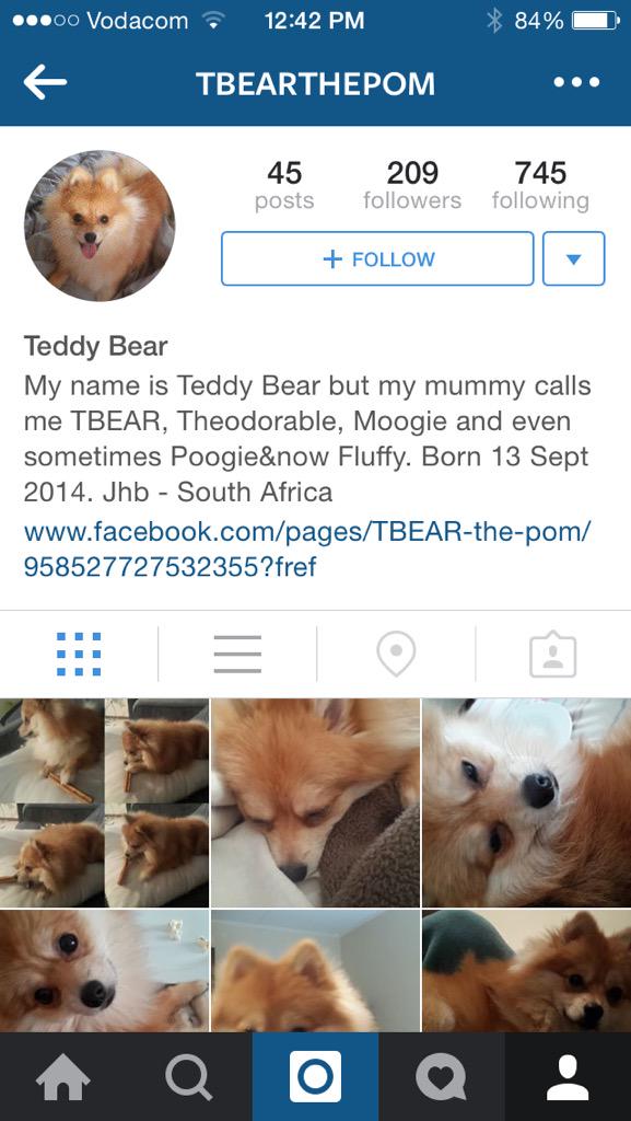 Progress: A #Pomeranian pup just followed me on #Instagram