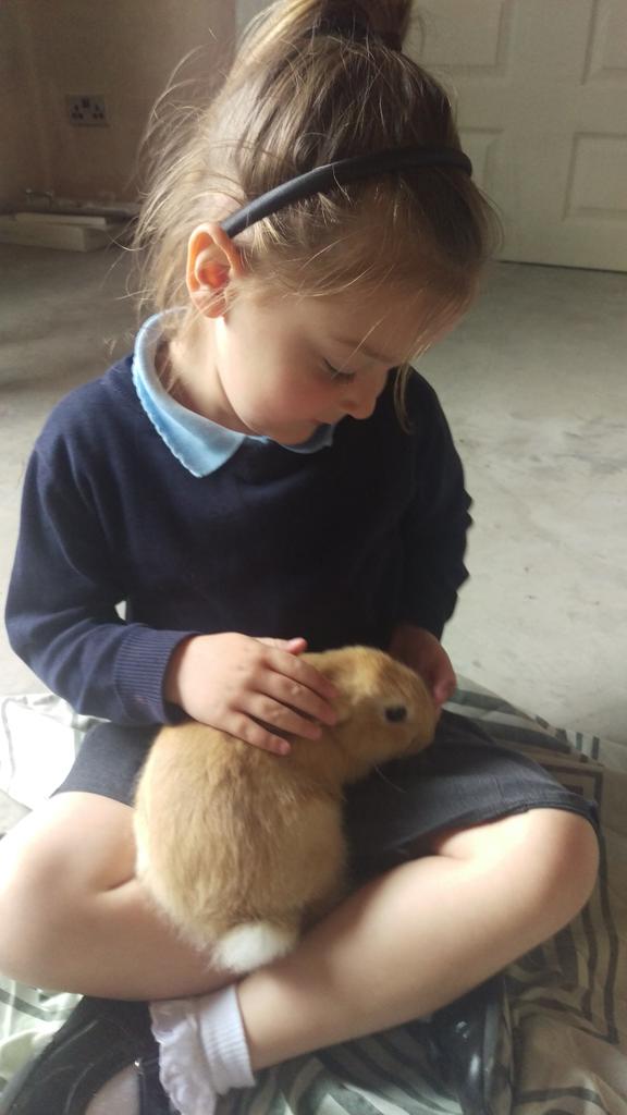 chloew3ston's tweet photo. Playing with bunnies #playtime #babybunnies http://t.co/zEdeJhc0Uw