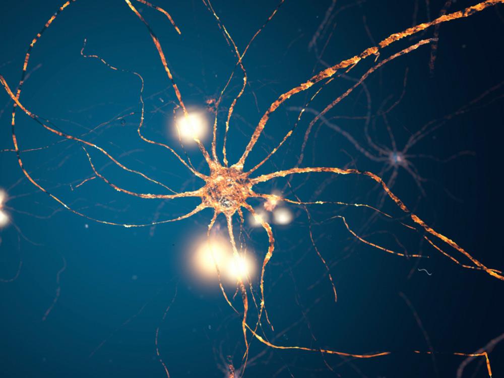 El ARN se encarga de dirigir la síntesis de proteínas, entre otras funciones: muyinteresante.es/curiosidades/p…