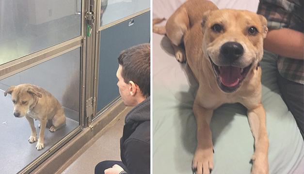 Как взять питомца из приюта. Собаки из приюта до и после. Картинка возьми друга из приюта. Потерянные домашние животные. Как взять питомца из приюта.