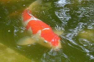 Und die zur Entspannung … koi-kontor.de/koiblog/und-di…