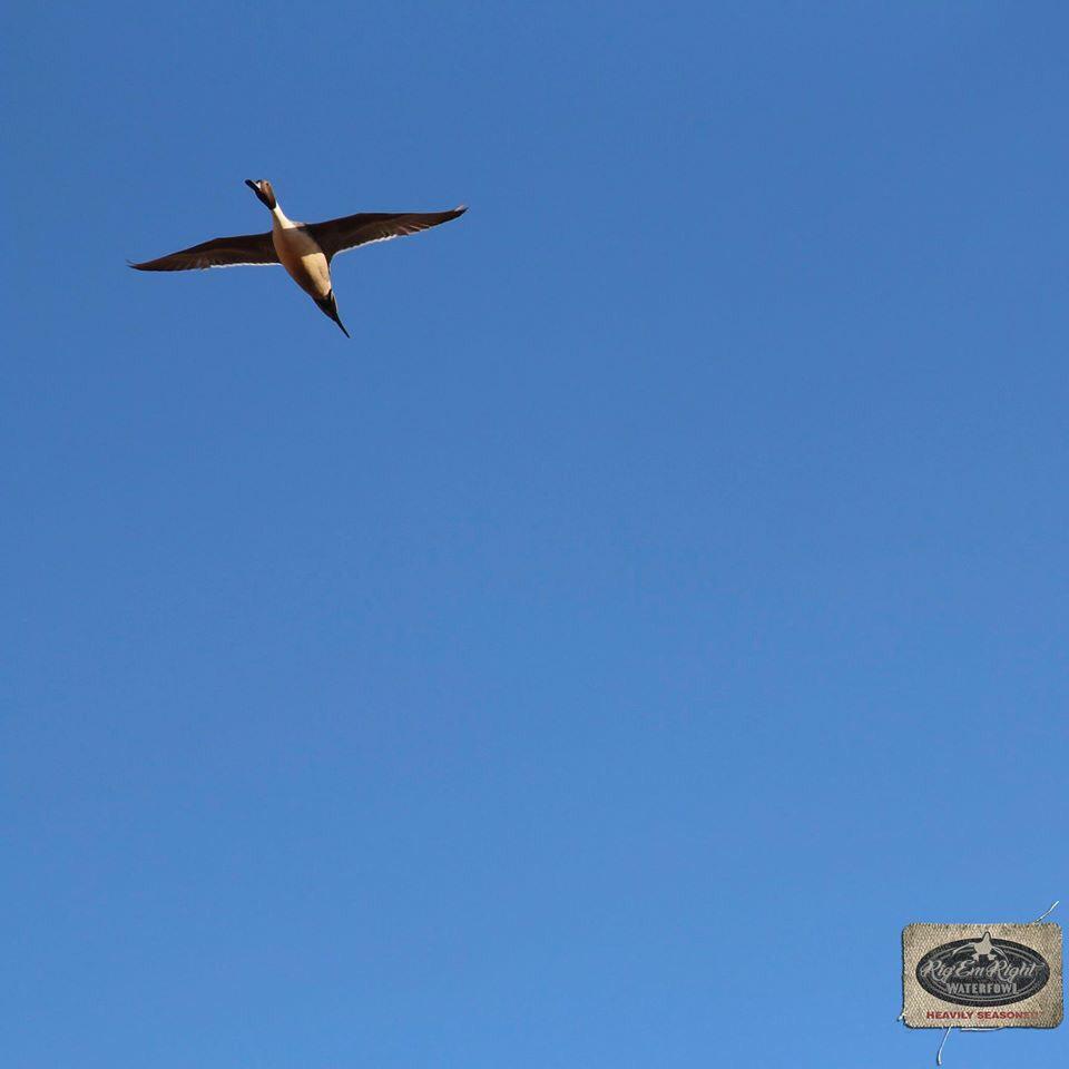 RigEmRight's tweet image. The one that got away...

Tag a buddy who always whiffs on the trophy birds.

#RigEmRight #HeavilySeasoned