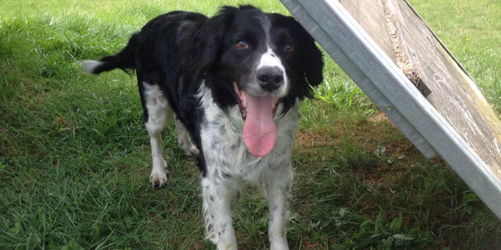 EssexPoliceUK's tweet photo. Rescue dog found ridden with fleas starts new life as drug, cash + weapons detection dog http://t.co/lZBpIZ4HWQ http://t.co/ezJ1c4Ucgm