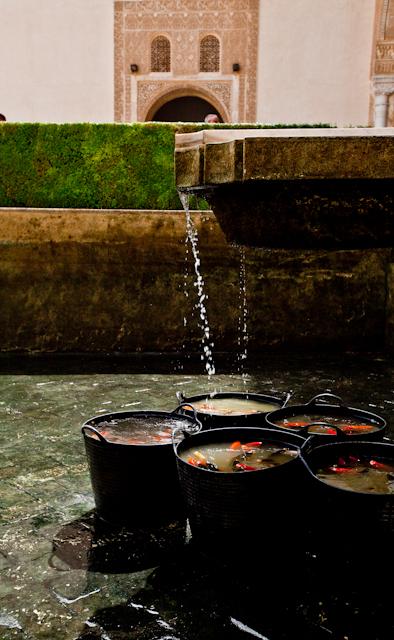 alhambracultura's tweet photo. Tras la intensa jornada de limpieza de la alberca #PatioArrayanes, las carpas vuelven al hogar http://t.co/77whaMcbrO http://t.co/vJMecO6OJl