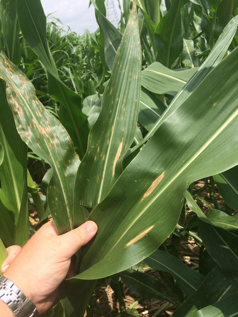 AgroJaredOH's tweet photo. Gray leaf spot &amp; northern corn leaf blight, V12, no till corn on corn river bottom http://t.co/0k6lgGwSsn