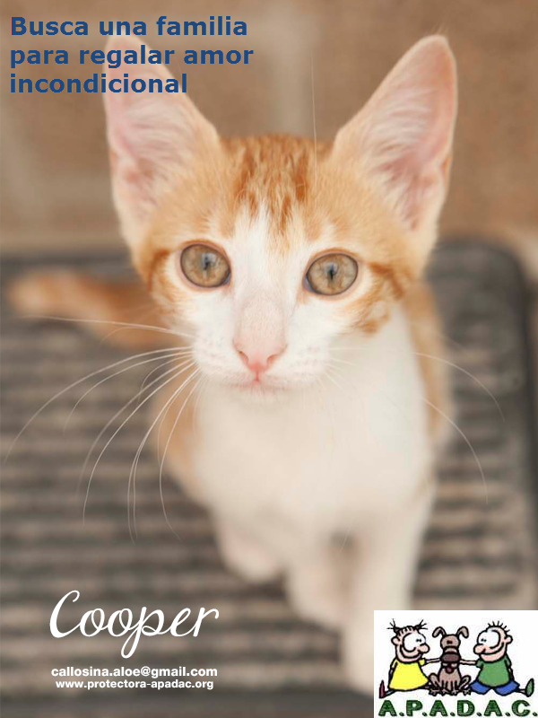 APADACApadac's tweet photo. Este es Cooper, nadie pregunta x él, y no lo entendemos, es una preciosidad http://t.co/xTz3hMzvky