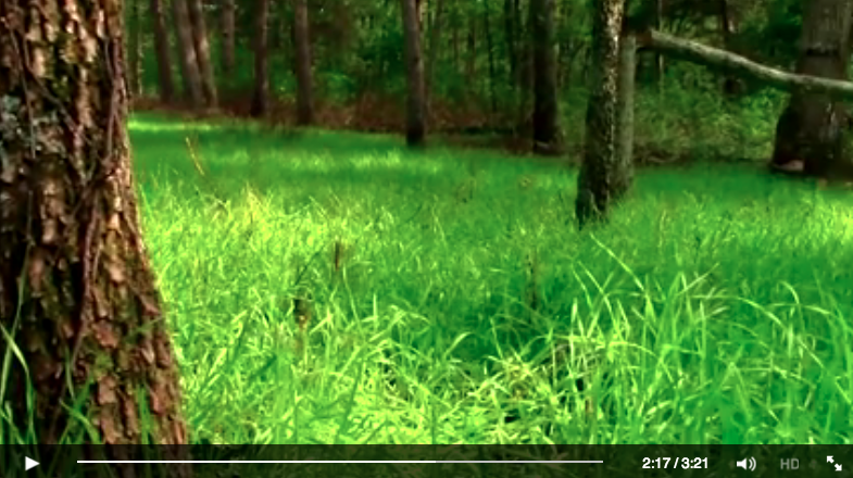 Midwest Whitetail tweet media