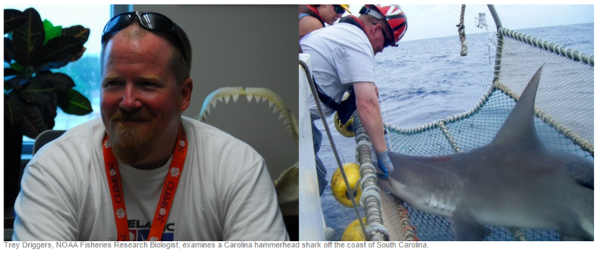 Got #shark Qs? NOAA shark expert Dr. Trey Driggers answers them today 7/8 in a <a href="/reddit_AMA/">reddit AMA</a> reddit.com/r/askscience/c…