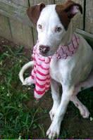 DarCo HumaneSoc Resq tweet media
