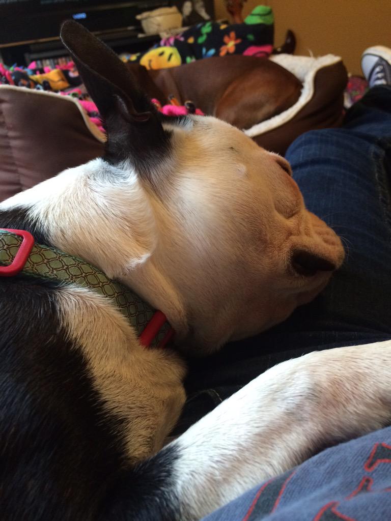 cooperdeeduper's tweet photo. Doing what I do best...napping on Momma! 😴 Happy #WoofWoofWednesday! 😘 http://t.co/DdewuZhFCy