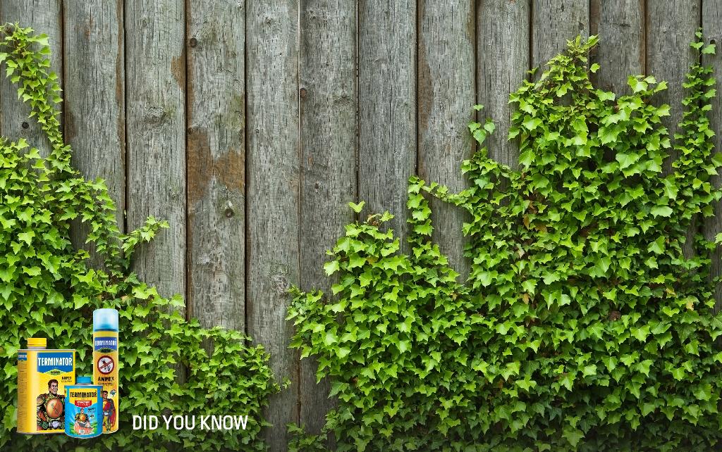 #DYK Improper planning of your garden can help #termites to enter into your house. Know more: http://t.co/XzY1vgmVix http://t.co/snobviXTqy