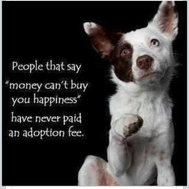 RedDogProjectCT's tweet image. Happy #woofwoofwednesday