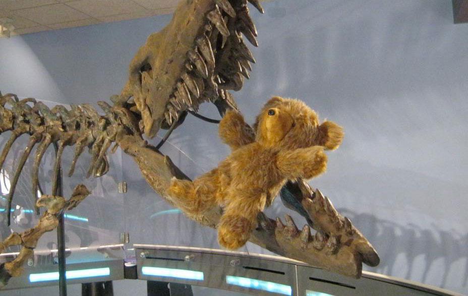 Search of the Day: Canadian Museum Posts Photo Series with #LostBear to Find Owner thedailywh.at/2015/07/search…